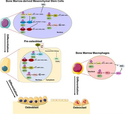 Role of histone modification in the occurrence and development of osteoporosis